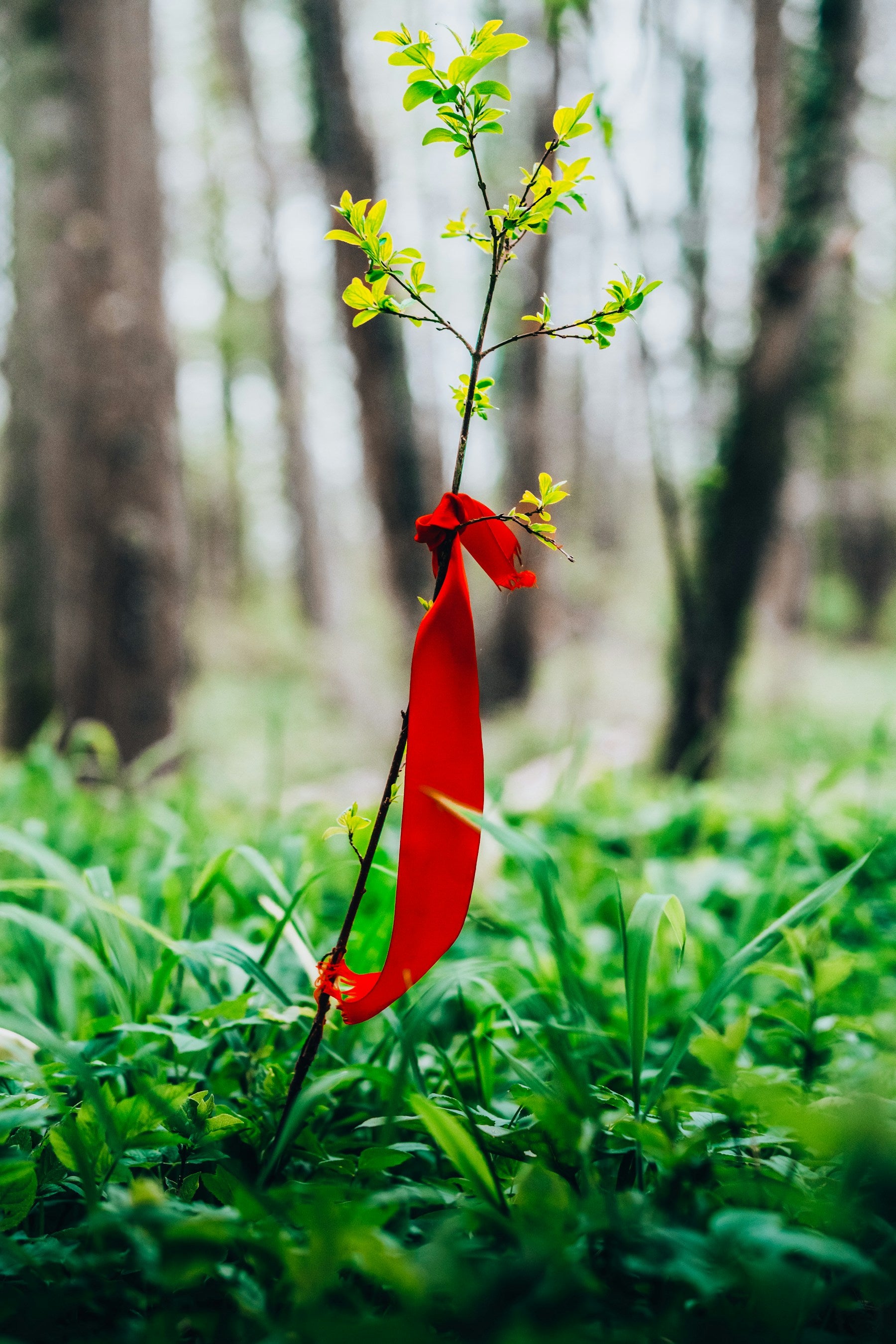 Red ribbon tied to tree forest MMIW REDress memorial